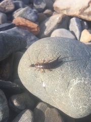 Anisolabis littorea