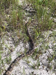 Pituophis melanoleucus