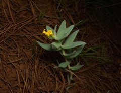 Lithospermum californicum