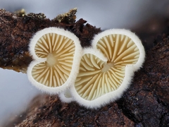Crepidotus fimbriatus