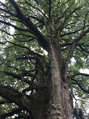 Acer pseudoplatanus
