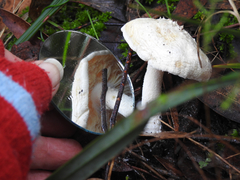 Amanita ananiceps