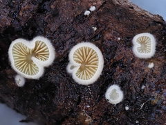 Crepidotus fimbriatus