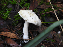 Amanita ananiceps