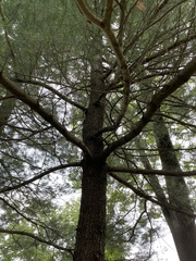 Pinus strobus