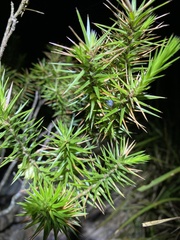 Melichrus adpressus