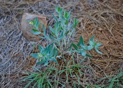 Lithospermum californicum
