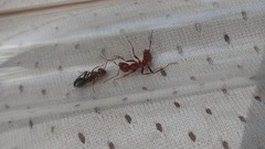 Polyergus topoffi
