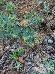 Lithospermum californicum