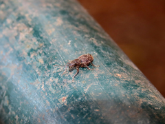 Pantomorus cervinus