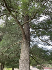 Pinus strobus