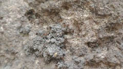 Liometopum apiculatum