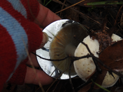 Amanita ananiceps