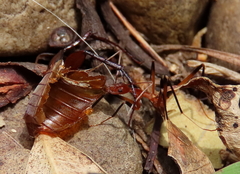 Leptomyrmex cnemidatus