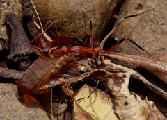 Leptomyrmex cnemidatus