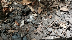 Liometopum apiculatum