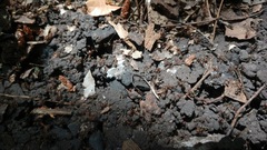 Liometopum apiculatum