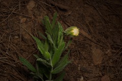 Arnica lanceolata prima