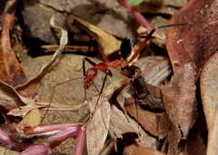 Leptomyrmex cnemidatus