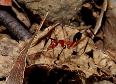 Leptomyrmex cnemidatus