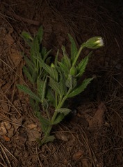 Arnica lanceolata prima