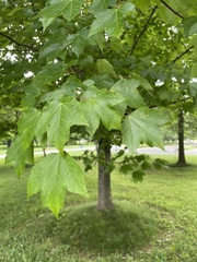 Acer rubrum