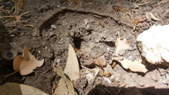 Camponotus pudorosus