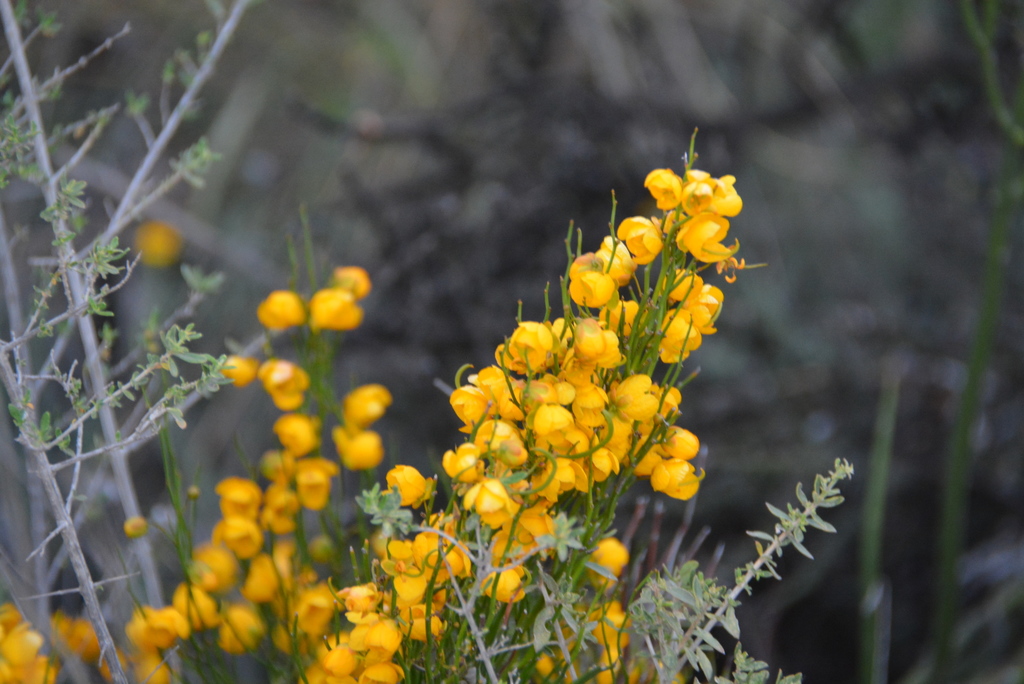 Senna pachyrrhiza