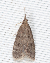 Scoparia penumbralis