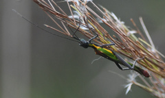 Damasippus