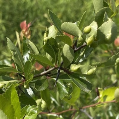 Blaesodiplosis venae