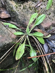 Plantago debilis