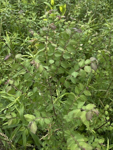 Symphoricarpos orbiculatus