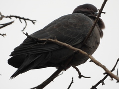 Patagioenas picazuro