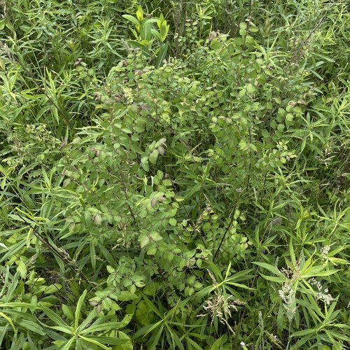 Symphoricarpos orbiculatus