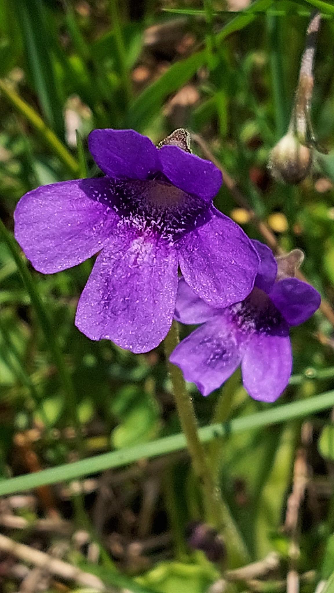 Pinguicula apuana Casper & Ansaldi