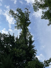 Robinia pseudoacacia