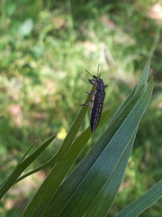 Belidae