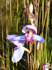 Disa graminifolia