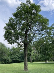 Robinia pseudoacacia