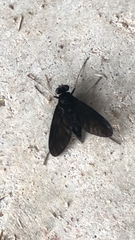 Chrysopilus velutinus