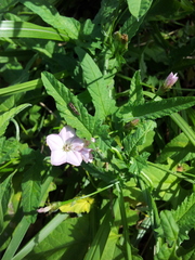 Convolvulus erubescens