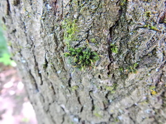 Ulota bruchii