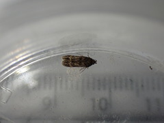 Bryotropha domestica