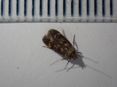 Bryotropha domestica