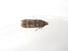 Bryotropha domestica