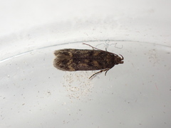 Bryotropha domestica