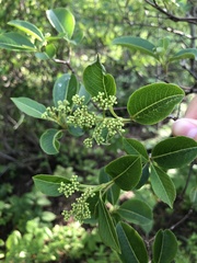 Viburnum cassinoides image