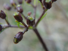 Niphogeton