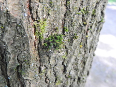 Ulota bruchii